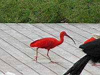 Ibis rouge, Eudocimus ruber (Photo F. Mrugala) (2)